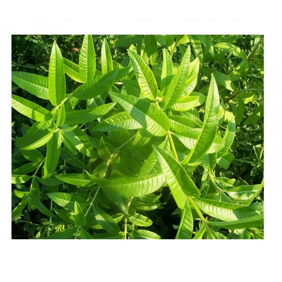 Lemon Verbena (Verveine),   檸檬馬鞭草純精油 ,  10ml