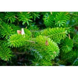 Balsam Fir Needle oil,   膠冷衫,   10ml