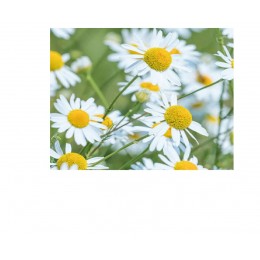 Chamomile Water,  德國洋甘菊純露(花水),  100ml噴瓶