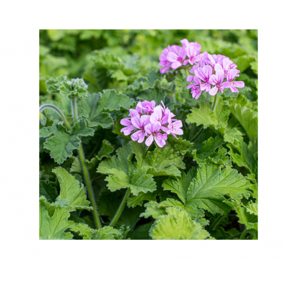 Geranium Water,  天竺葵純露(花水),  100ml噴瓶