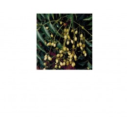 Neem Oil,  苦楝油,  100ml